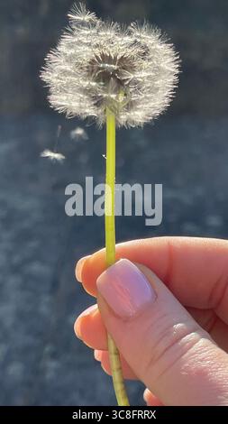 Nahaufnahme einer Hand, die einen Löwenzahn in hellem Sonnenlicht hält und zarte Samen fängt, die davon schweben. Das Bild hebt die Schönheit der Natur und das sanfte hervor Stockfoto