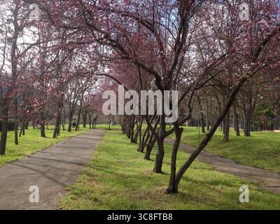 Wunderschöne Pflaumenbäume mit rosafarbenen Blüten säumen einen gepflasterten Pfad in einem Park in L'Aquila, Abruzzen, Italien und schaffen eine malerische Frühlingsszene Stockfoto