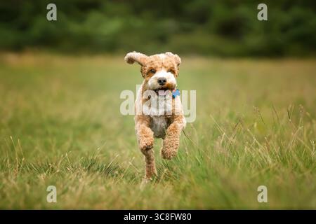 Aprikosen-Cockapoo im Wald von Ascot UK Stockfoto