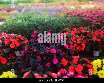Lebendige, impatiane Walleriana blüht in Terrakotta-Töpfen und präsentiert sich in Rosa- und Rottönen im malerischen italienischen Blumenmarkt Stockfoto