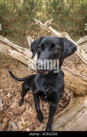 Nahaufnahme eines schwarzen labrador-Welpen im Wald Stockfoto