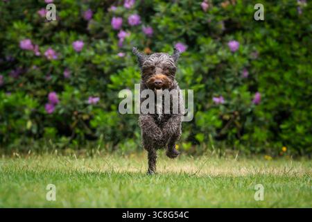 Brauner Sprockapoo Hund - Springer Cocker Poodle Cross - läuft direkt auf die Kamera in einem Feld mit Blumen dahinter Stockfoto