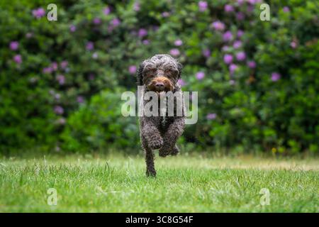 Brauner Sprockapoo Hund - Springer Cocker Poodle Cross - läuft direkt auf die Kamera in einem Feld mit Blumen dahinter Stockfoto