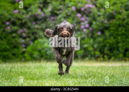 Brauner Sprockapoo Hund - Springer Cocker Poodle Cross - läuft direkt auf die Kamera in einem Feld mit Blumen dahinter Stockfoto