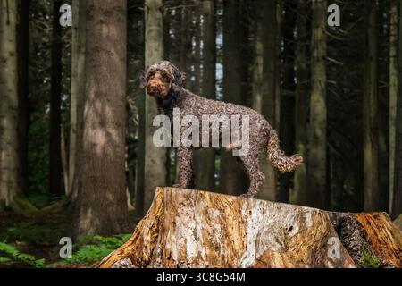 Brauner Sprockapoo Hund - Springer Cocker Poodle Cross - stehend auf einem alten Baumstumpf im Wald Stockfoto