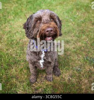 Brauner Sprockapoo Hund - Springer Cocker Poodle Cross - blickt auf die Kamera in einem Feld im Windsor Wald Stockfoto