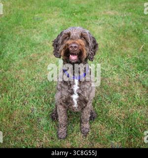 Brauner Sprockapoo Hund - Springer Cocker Poodle Cross - blickt auf die Kamera in einem Feld im Windsor Wald Stockfoto