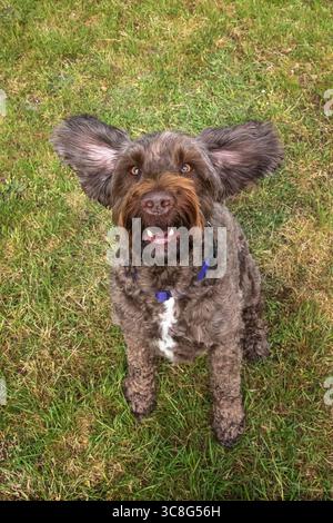 Brauner Sprockapoo Hund - Springer Cocker Poodle Cross - blickt auf die Kamera in einem Feld im Windsor Wald Stockfoto