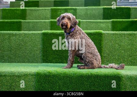 Brown Sprockapoo Dog - Springer Cocker Poodle Cross - auf den Stufen des Einkaufszentrums in Bracknell Town Stockfoto