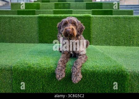 Brown Sprockapoo Dog - Springer Cocker Poodle Cross - auf den Stufen des Einkaufszentrums in Bracknell Town Stockfoto