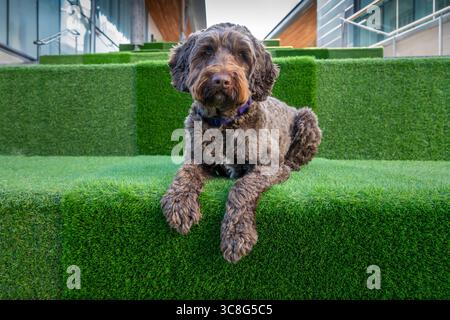 Brown Sprockapoo Dog - Springer Cocker Poodle Cross - auf den Stufen des Einkaufszentrums in Bracknell Town Stockfoto