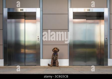 Brown Sprockapoo Dog - Springer Cocker Poodle Cross - sitzt an den Liften im Einkaufszentrum in Bracknell Town Stockfoto