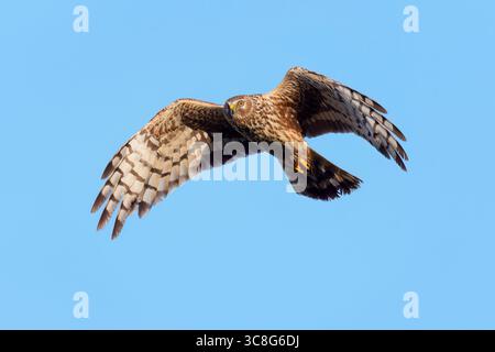 Henne harrier (Weibchen) Jagd, Sommer, Zirkus cyaneus Stockfoto