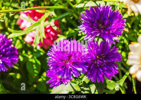 Nahaufnahme der violetten Astern, die im Sommergarten mit Sonnenlicht und verschwommenen rosa Blumen im Hintergrund blühen. Schweden. Stockfoto