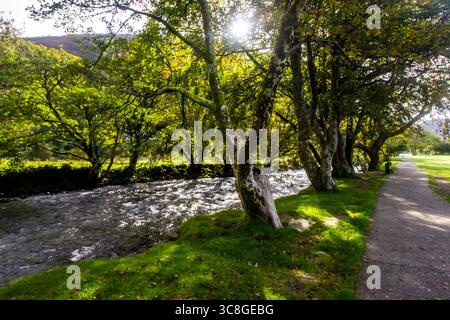 Sonnenlicht scheint durch die Äste der großen walisischen Eichen, die am Ufer des Flusses Glaslyn wachsen Stockfoto