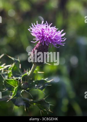 Die zarten violetten Blüten und die stacheligen dunkelgrünen Blätter einer Felddistel, Cirsium arvense. Stockfoto