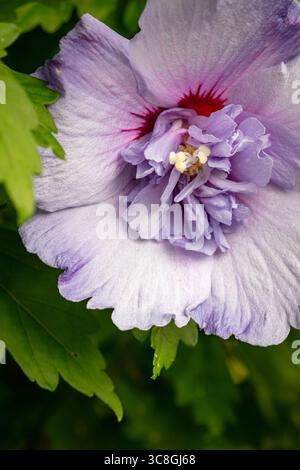 Natürliche Nahaufnahme blühendes Pflanzenporträt des ungewöhnlichen Hibiscus syriacus 'TOTUS Albus', Rose von Sharon 'TOTUS Albus', Blüte. Legitim, Verlockend, Stockfoto