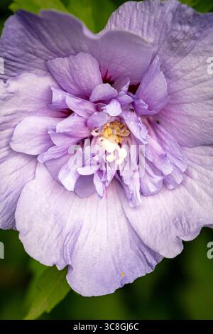 Natürliche Nahaufnahme blühendes Pflanzenporträt des ungewöhnlichen Hibiscus syriacus 'TOTUS Albus', Rose von Sharon 'TOTUS Albus', Blüte. Legitim, Verlockend, Stockfoto