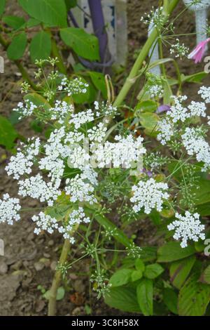 Zarte weiße Blütenbündel aus Bishop’s Lace (Ammi majus) in Blüte, die eine weiche Textur und Eleganz in den Sommergartenrand zaubern. Stockfoto