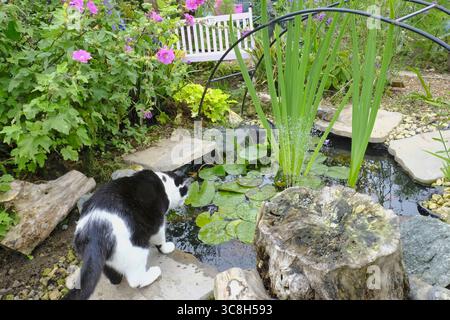 Schwarz-weiße Katze, die in einen Gartenteich blickt, umgeben von Lilienpads, Blumen und Naturstein in einem farbenfrohen Kleingarten Stockfoto