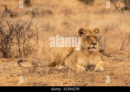 Nahaufnahme einer Löwin, die im Kruger-Nationalpark in Südafrika liegt und intensiv nach vorne starrt Stockfoto