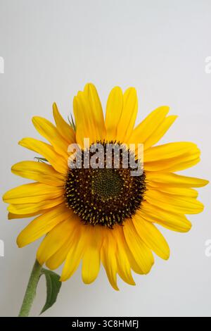Gelbe Sonnenblume, Helianthus, gewöhnliche Sonnenblume mit gelben Blütenblättern, dunkle Staubblätter und Samen, Sonnenblume mit Knospen, Blumenkopf, Schönheit in der Natur Stockfoto