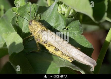 Nahaufnahme einer ägyptischen Heuschrecke (Anacridium aegyptium), die auf einem grünen Blatt in natürlichem Sonnenlicht liegt und detaillierte Textur und Muster zeigt. Stockfoto