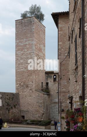Porta Capitolina (Kapitolinisches Tor) und mittelalterlicher Turm mit Olivenbaum auf der Spitze, im historischen Zentrum von Spello, Umbrien, Italien. Stockfoto