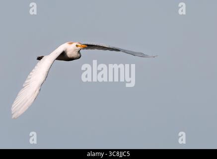 Ein Viehreiher (Bubulcus ibis) im Flug, Oxfordshire Stockfoto