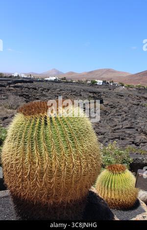 Großer Kaktus im Vordergrund mit vulkanischer Lavalandschaft von Lanzarote im Hintergrund Stockfoto