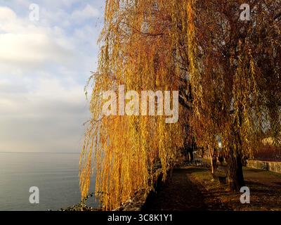 Trauerweide in goldgelbem Herbstkleid am Ufer des Genfer Sees bei warmem Sonnenuntergang Stockfoto