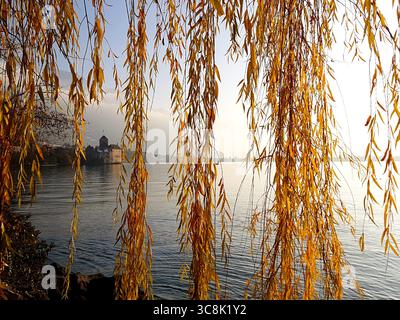 Blick durch eine goldgelbe Trauerweide mit Blick auf den Genfersee und die Burg Chillon in warmer Winterabendstimmung Stockfoto