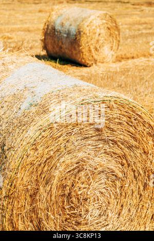 Nahaufnahme von runden Heuballen auf einem trocken geernteten Feld im Sommer, detaillierte Strohstruktur symbolisiert Landwirtschaft und ländliche Landwirtschaft. Selektiver Fokus. Stockfoto