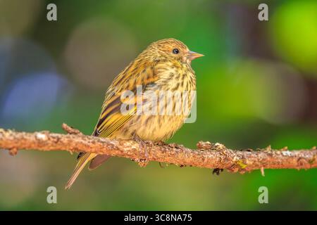 Eine Kiefernkiefer (Spinus pinus), die auf einem Zweig mit einem weichen grünen Hintergrund thront Stockfoto