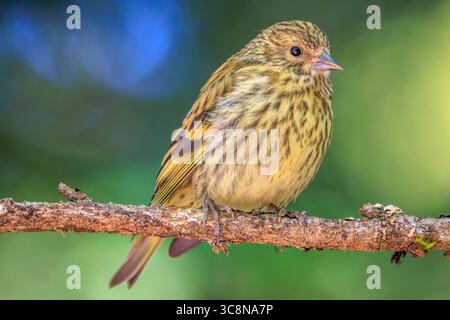 Nahaufnahme eines Kiefernspinners (Spinus pinus), der auf einem Zweig mit einem weichen grünen Hintergrund thront Stockfoto
