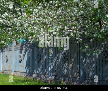 Blühende weiße Blüten eines Apfelbaums, der über einen alten, rostigen Metallzaun in einem Garten fällt, schaffen eine malerische und ruhige Szene unter dem warmen Wetter Stockfoto