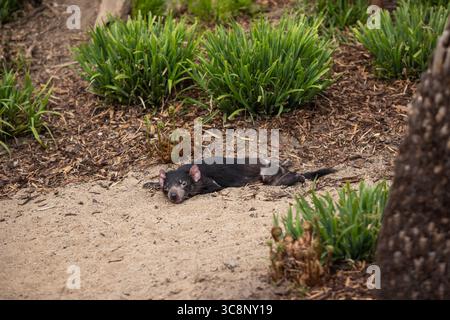 Der Tasmanische Teufel liegt auf Sand im Zoologischen Garten. Schwarze fleischfressende Beuteltiere ruhen außerhalb des Zoos. Stockfoto