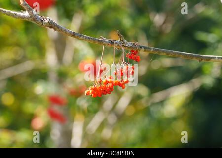 Getrocknete rote vogelbeeren auf Eberesch-Ast. Verdorbene Früchte von Sorbus aucuparia Stockfoto