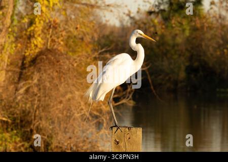 Weißer Reiher auf dem Pier Stockfoto