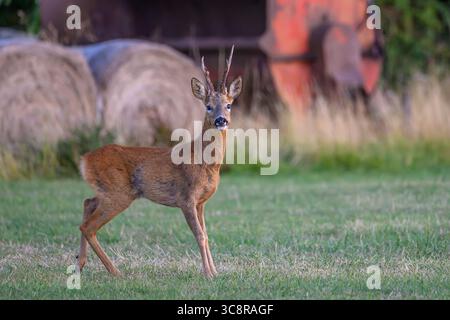 Roe Buck Barking in Oxfordshire Stockfoto