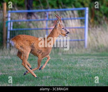 Roe Buck Barking in Oxfordshire Stockfoto