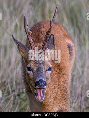 Roe Buck Barking in Oxfordshire Stockfoto