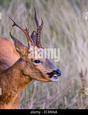 Roe Buck Barking in Oxfordshire Stockfoto