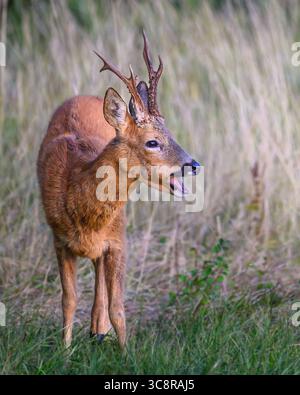 Roe Buck Barking in Oxfordshire Stockfoto