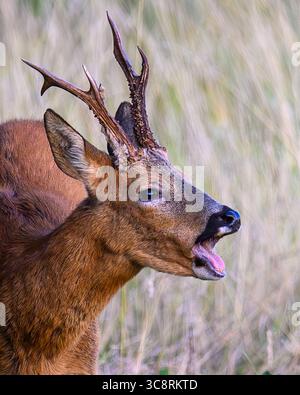 Reh-Buck-Hirsch bellt in Oxfordshire Stockfoto