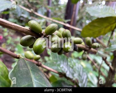 Nahaufnahme von Reifen Kaffeekirschen auf der Filiale Stockfoto