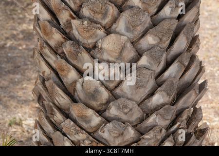 Detaillierte Nahaufnahme eines Palmenstamms mit strukturierter Rinde und mehrschichtigen Mustern von abgeschnittenen Fronten in warmem, natürlichem Licht. Stockfoto