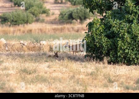 Hirsche und Rehkitz ruhen im Sommer unter einem Baum auf einem sonnendurchfluteten Feld Stockfoto
