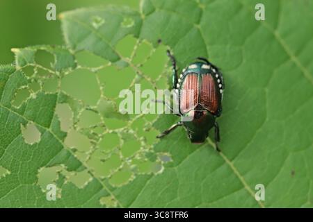 Montreal, Kanada. 31. Juli 2025. Ein japanischer Käfer ernährt sich von einem Blatt in einem Park in Kanada während der Paarungszeit in der Sommersaison. Der japanische Käfer, bekannt als Popillia japonica, gilt als invasiver Schädling, der in Kanada erhebliche Schäden an Nutzpflanzen, Gärten und Bäumen verursacht. Dieses Insekt hat sich vor allem in Ontario, Quebec und den maritimen Provinzen etabliert. Am 31. Juli 2025 in Montreal, Kanada. (Foto: Horacio Zamora Rios/ Credit: Eyepix Group/Alamy Live News Stockfoto