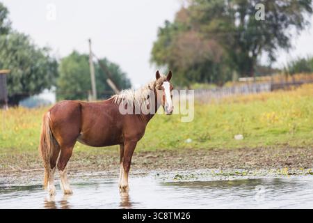 Schönes braunes Pferd steht im Wasser. Stockfoto